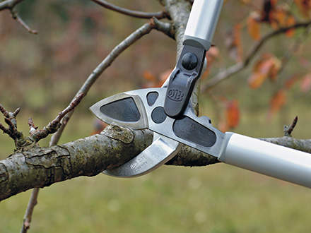 : Use the right tool. Sharp pruning shears or a garden pruner are perfect for pruning a fruit tree.
