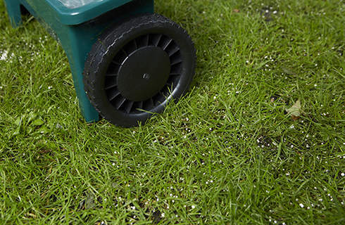 Granular fertiliser on green lawn