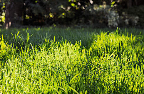 Green grass with dappled sunlight on it